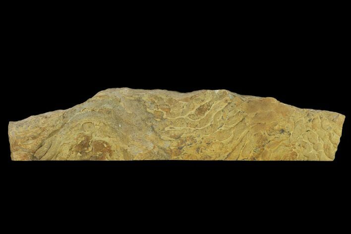 Pennsylvanian, Fossil Microbial Mat - Oklahoma #133146